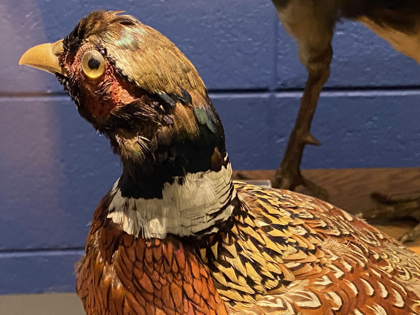 pheasant